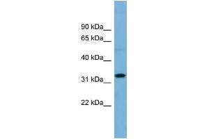 WB Suggested Anti-OR6C68 Antibody Titration:  0. (OR6C68 抗体  (N-Term))