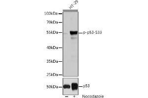 Western blot analysis of extracts of HT-29 cells, using Phospho-p53-S33 pAb (ABIN6135330, ABIN6136276, ABIN6136277 and ABIN6225656) at 1:2000 dilution or p53 antibody (ABIN3017540, ABIN3017541, ABIN3017542 and ABIN6220145). (p53 抗体  (pSer33))