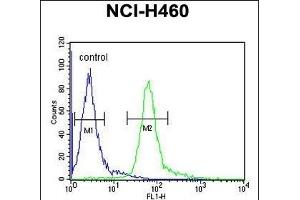 HIST1H1B Antibody (N-term) (ABIN651424 and ABIN2840231) flow cytometric analysis of NCI- cells (right histogram) compared to a negative control cell (left histogram). (Histone H1.5 抗体  (N-Term))