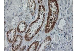 Immunohistochemical staining of paraffin-embedded Human Kidney tissue using anti-GATM mouse monoclonal antibody. (GATM 抗体)