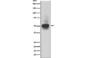 Western blot analysis of RUNX1/RUNX2/RUNX3 expression in MOLT4 cell lysate. (Recombinant RUNX1,RUNX2,RUNX3 抗体)