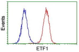 Image no. 1 for anti-Eukaryotic Translation Termination Factor 1 (ETF1) antibody (ABIN1498129) (ETF1 抗体)