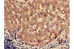 Immunohistochemistry of paraffin-embedded human liver tissue using ABIN7162423 at dilution of 1:100 (OXT 抗体  (AA 27-123))