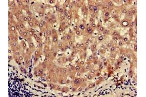 Immunohistochemistry of paraffin-embedded human liver tissue using ABIN7162423 at dilution of 1:100 (OXT 抗体  (AA 27-123))