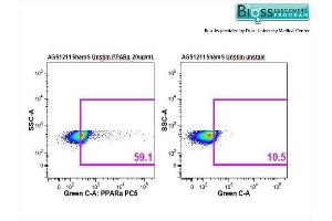 Arctic Ground Squirrel splenocytes stained with Anti-PPAR alpha Polyclonal Antibody, PE-CY5 Conjugated at 1:50. (PPARA 抗体  (AA 301-400))