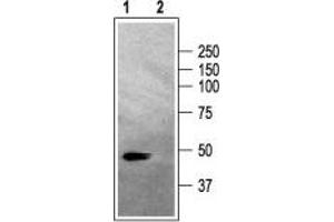 Western Blotting (WB) image for anti-gamma-aminobutyric Acid (GABA) A Receptor, alpha 2 (GABRA2) (AA 393-405) antibody (ABIN7043186)