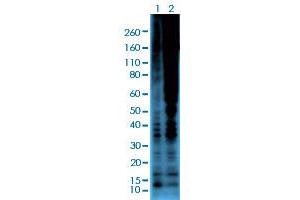 Western blot analysis of Lane 1: serum-starved A431 cells, Lane 2: serum-starved A431 cells treated with Calyculin A/Okadaic Acid using Phosphothreonine monoclonal antibody, clone RM102  at 1:2000 dilution. (Phosphothreonine 抗体)