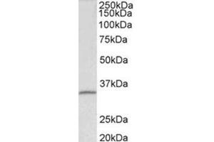 Western Blotting (WB) image for anti-Fibrillarin (FBL) (Internal Region) antibody (ABIN1107199) (Fibrillarin 抗体  (Internal Region))
