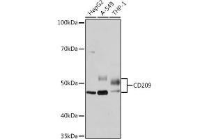 Western blot analysis of extracts of various cell lines, using CD209 Rabbit mAb (ABIN7266173) at 1:1000 dilution. (DC-SIGN/CD209 抗体)