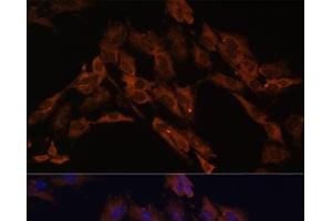 Immunofluorescence analysis of C6 cells using ENOX2 Polyclonal Antibody at dilution of 1:100. (ENOX2 抗体)