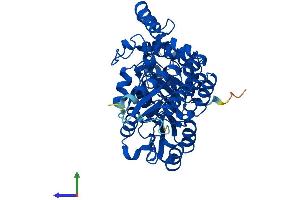 Protein Structure (PS) image for Kynureninase (L-Kynurenine Hydrolase) (KYNU) (AA 1-464) protein (His tag) (ABIN7560717)