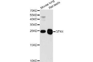 Western blot analysis of extracts of various cell lines, using GPX4 antibody (ABIN5970997) at 1/1000 dilution. (GPX4 抗体)