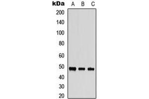 Western blot analysis of MST3 expression in HepG2 (A), PC3 (B), mouse brain (C) whole cell lysates. (STK24 抗体  (C-Term))
