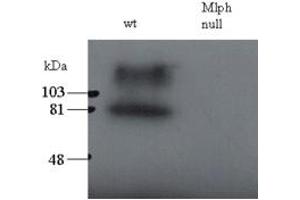 ABIN184753 staining (0. (Melanophilin 抗体  (C-Term))