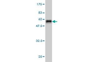 Western Blot detection against Immunogen (59. (TOMM34 抗体  (AA 1-309))