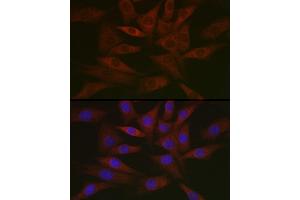 Immunofluorescence analysis of NIH/3T3 cells using DNPH1 Rabbit mAb (ABIN7266383) at dilution of 1:50 (40x lens). (RCL 抗体)
