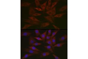 Immunofluorescence analysis of NIH/3T3 cells using DNPH1 Rabbit mAb (ABIN7266383) at dilution of 1:50 (40x lens). (RCL 抗体)