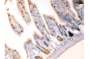 Anterior Gradient 2 was detected in paraffin-embedded sections of  mouse intestine tissues using rabbit anti- Anterior Gradient 2 Antigen Affinity purified polyclonal antibody (Catalog # ) at 1 µg/mL. (AGR2 抗体  (AA 21-175))