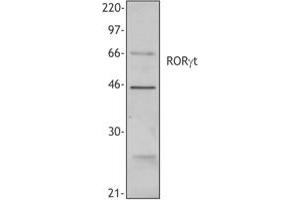 Image no. 1 for anti-RAR-Related Orphan Receptor C (RORC) (N-Term) antibody (ABIN230429) (RORC 抗体  (N-Term))
