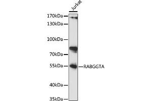 Western blot analysis of extracts of Jurkat cells, using RABGGTA antibody (ABIN7269783) at 1:1000 dilution. (RABGGTA 抗体  (AA 240-360))