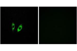 Immunofluorescence analysis of HeLa cells, using GPR156 Antibody. (GPR156 抗体  (AA 501-550))