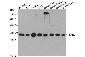 Western Blotting (WB) image for anti-Proteasome (Prosome, Macropain) Activator Subunit 2 (PA28 Beta) (PSME2) (AA 1-239) antibody (ABIN6146354)