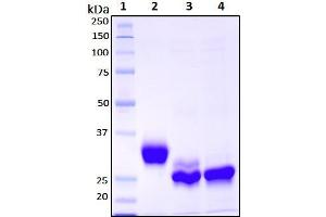 SDS-PAGE (SDS) image for SARS-CoV-2 Spike S1 (RBD) protein (His tag) (ABIN6952470)