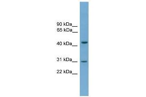APOL5 antibody used at 0. (Apolipoprotein L 5 抗体  (C-Term))