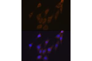 Immunofluorescence (IF) image for anti-Peroxiredoxin 4 (PRDX4) antibody (ABIN7269238)