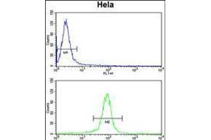 Flow cytometry analysis of Hela cells (bottom histogram) compared to a negative control cell (top histogram). (GALE 抗体  (AA 142-171))