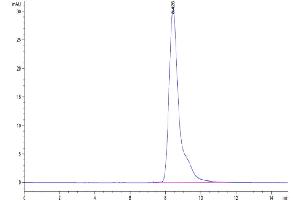 The purity of Cynomolgus CD10 is greater than 95 % as determined by SEC-HPLC. (MME Protein (AA 53-750) (His tag))