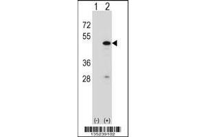 Western blot analysis of RBM22 using rabbit polyclonal RBM22 Antibody using 293 cell lysates (2 ug/lane) either nontransfected (Lane 1) or transiently transfected (Lane 2) with the RBM22 gene. (RBM22 抗体  (AA 165-193))