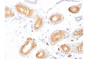 Formalin-fixed, paraffin-embedded human Testis stained with gp100 / Melanosome Monoclonal Antibody (HMB45). (Melanoma gp100 抗体)