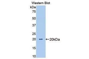 Western Blotting (WB) image for anti-Angiopoietin-Like 4 (ANGPTL4) (AA 227-389) antibody (ABIN3207379) (ANGPTL4 抗体  (AA 227-389))