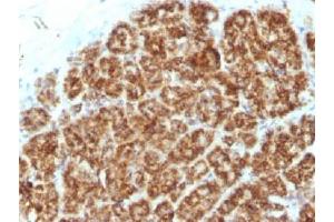IHC testing of FFPE human pancreas tissue with MAML2 antibody (clone MAML2/1302). (MAML2 抗体)
