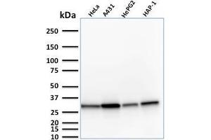 Western Blot Analysis of Human HeLa, A431, HePG2 and HAP1 cell lysate using MTAP Mouse Monoclonal Antibody (MTAP/1813).