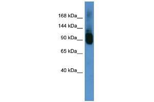 WB Suggested Anti-Abcf1 Antibody Titration:  0. (ABCF1 抗体  (C-Term))