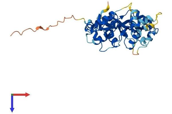 PRKAG1 Protein (AA 1-331) (His tag)