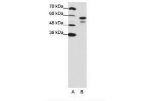 Image no. 1 for anti-U2 Small Nuclear RNA Auxiliary Factor 2 (U2AF59) (N-Term) antibody (ABIN203168) (U2AF2 抗体  (N-Term))