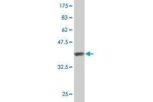 Western Blotting (WB) image for anti-Peptidyl Arginine Deiminase, Type IV (PADI4) (AA 2-110) antibody (ABIN525270)