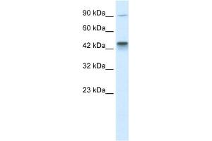 WB Suggested Anti-KIF3A Antibody Titration:  0. (KIF3A 抗体  (C-Term))