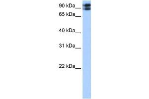 TMEM24 antibody used at 0. (C2CD2L 抗体  (C-Term))