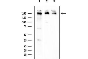 anti-RNA Polymerase II CTD antibody