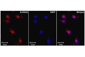 Immunohistochemistry analysis using Mouse Anti-DNA Damage Monoclonal Antibody, Clone 15A3 . (DNA/RNA Damage 抗体 (APC))