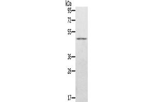 Western Blotting (WB) image for anti-Jumonji Domain Containing 5 (JMJD5) antibody (ABIN2423683) (JMJD5 抗体)