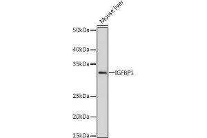 Western blot analysis of extracts of Mouse liver, using IGFBP1 antibody (ABIN7267906) at 1:500 dilution. (IGFBPI 抗体)