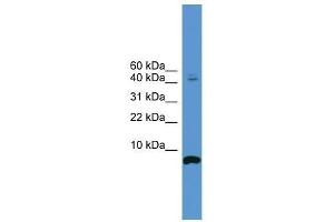 CORT antibody used at 0. (CORT 抗体  (N-Term))