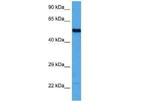 Host:  Mouse  Target Name:  TFAP2A  Sample Tissue:  Mouse Brain  Antibody Dilution:  1ug/ml