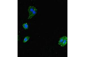 Immunofluorescent analysis of HepG2 cells using ABIN7143724 at dilution of 1:100 and Alexa Fluor 488-congugated AffiniPure Goat Anti-Rabbit IgG(H+L) (Allergin-1 抗体  (AA 249-343))