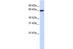 WB Suggested Anti-SLC43A1 Antibody Titration:  0. (SLC43A1 抗体  (Middle Region))